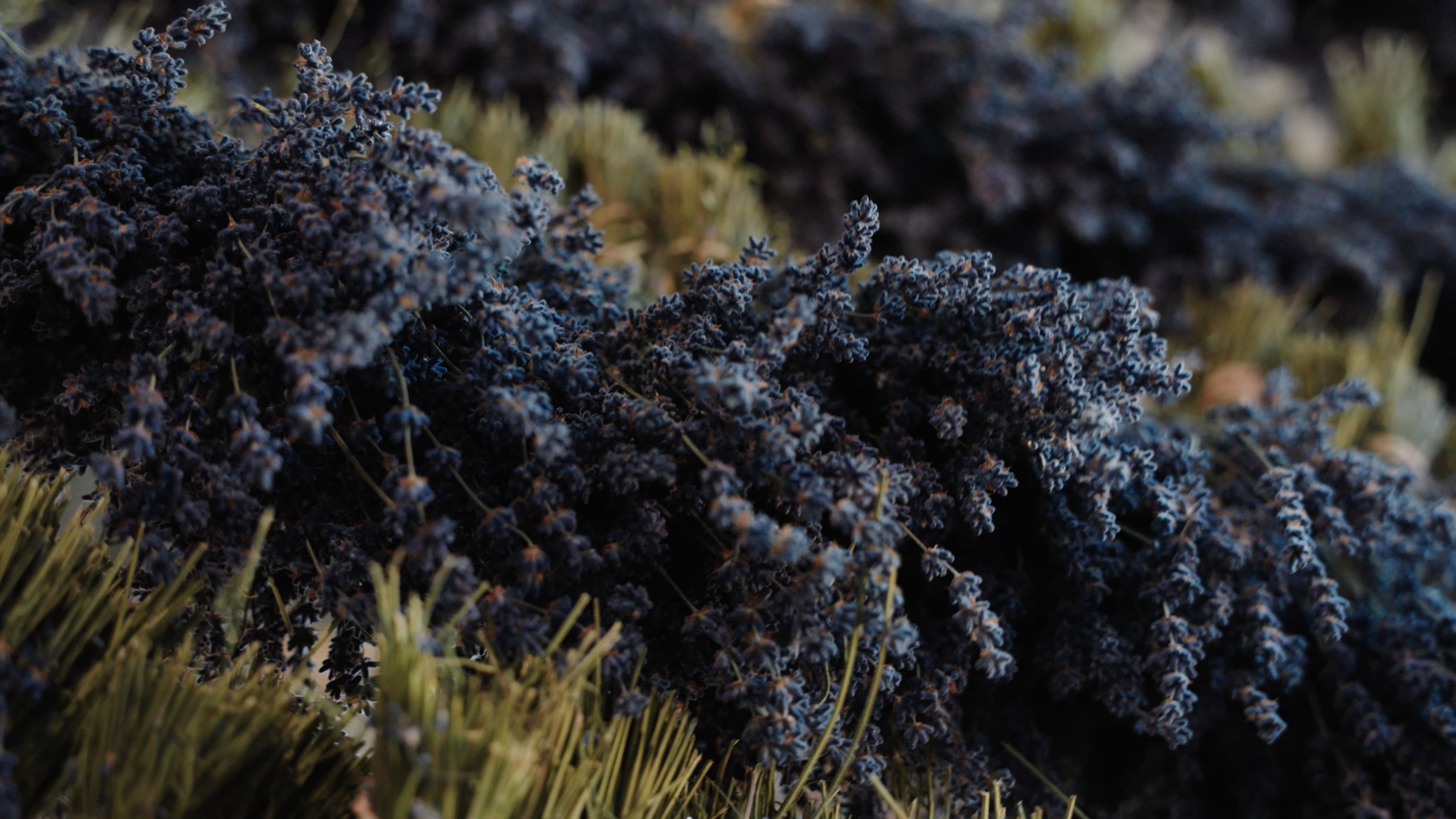 After Professional commercial video production showcasing color grading and cinematography expertise