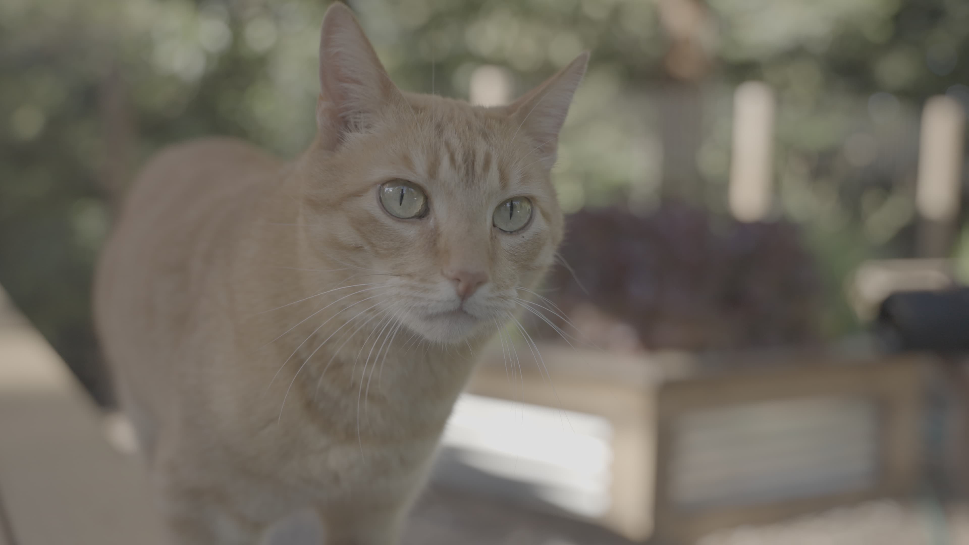 Before Premium video production with advanced color grading for beauty product commercial campaign